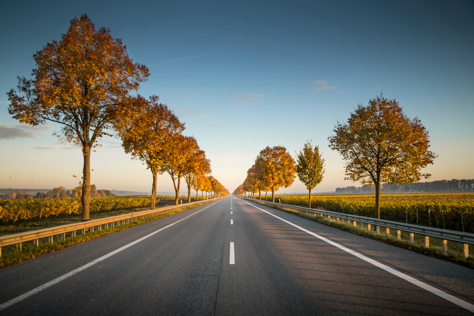 Open empty road lined by trees